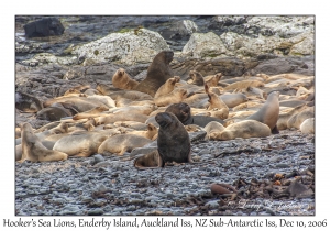 Hooker's Sea Lions