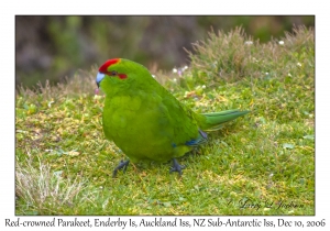 Red-crowned Parakeet