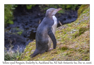 Yellow-eyed Penguin