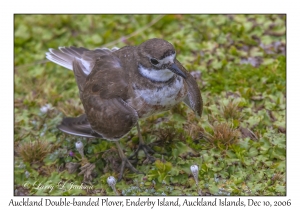 Auckland Double-banded Plover