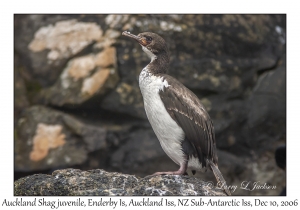 Auckland Shag juvenile