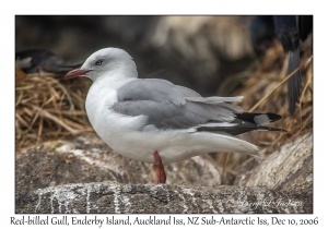 Red-billed Gull