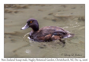 New Zealand Scaup male