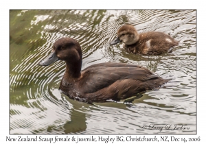 New Zealand Scaup female & juvenile