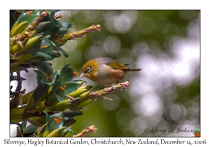 Silvereye