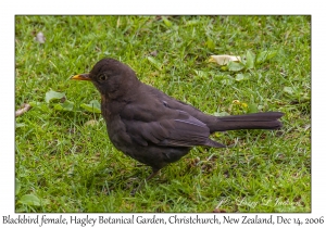 Blackbird female