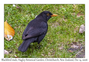 Blackbird male