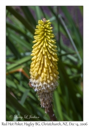 Red Hot Poker