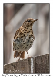 Song Thrush