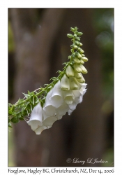 Foxglove