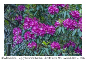 Rhododendron