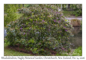 Rhododendron