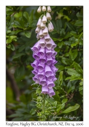 Foxglove