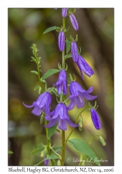 Bluebell