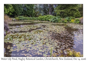 Water Lily Pond