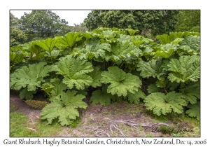 Giant Rhubarb