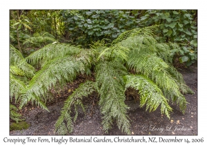 Creeping Tree Fern