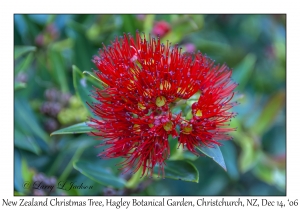 New Zealand Christmas Tree