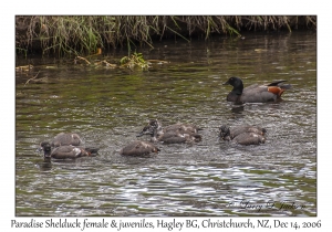 Paradise Shelduck female & ducklings