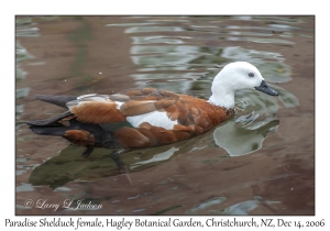 Paradise Shelduck female