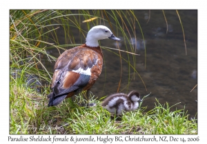 Paradise Shelduck female & duckling