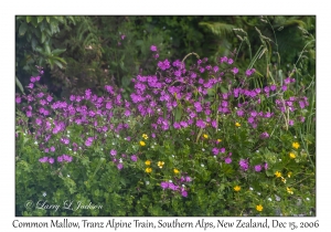 Common Mallow