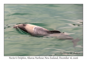 Hector's Dolphin