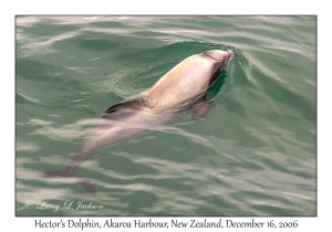 Hector's Dolphin