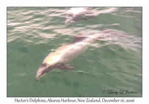 Hector's Dolphins