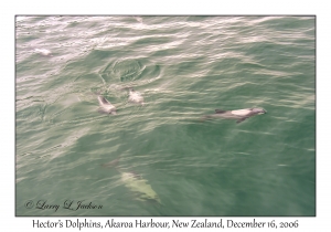 Hector's Dolphins