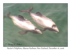 Hector's Dolphins