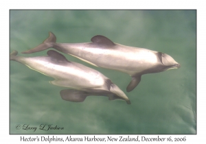 Hector's Dolphins