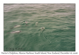 Hector's Dolphins