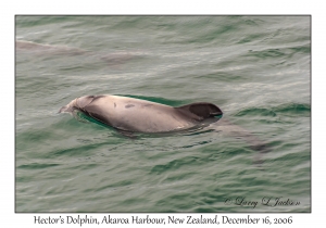 Hector's Dolphin