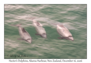 Hector's Dolphins