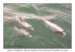 Hector's Dolphins