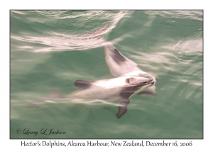 Hector's Dolphins