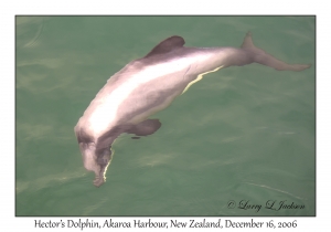 Hector's Dolphin