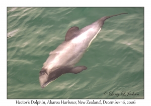 Hector's Dolphin