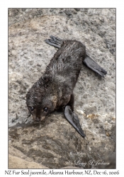 New Zealand Fur Seal juvenile