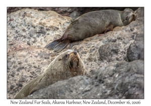 New Zealand Fur Seals