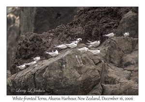 White-fronted Terns