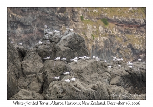 White-fronted Terns