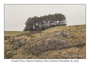 Coastal Trees