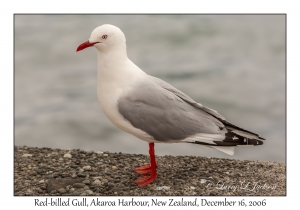 Red-billed Gull