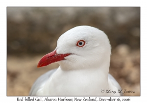 Red-billed Gull