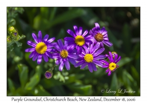 Purple Groundsel