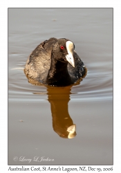 Australian Coot