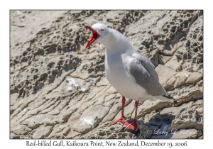 Red-billed Gull