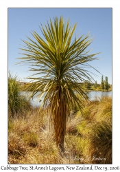 Cabbage Tree